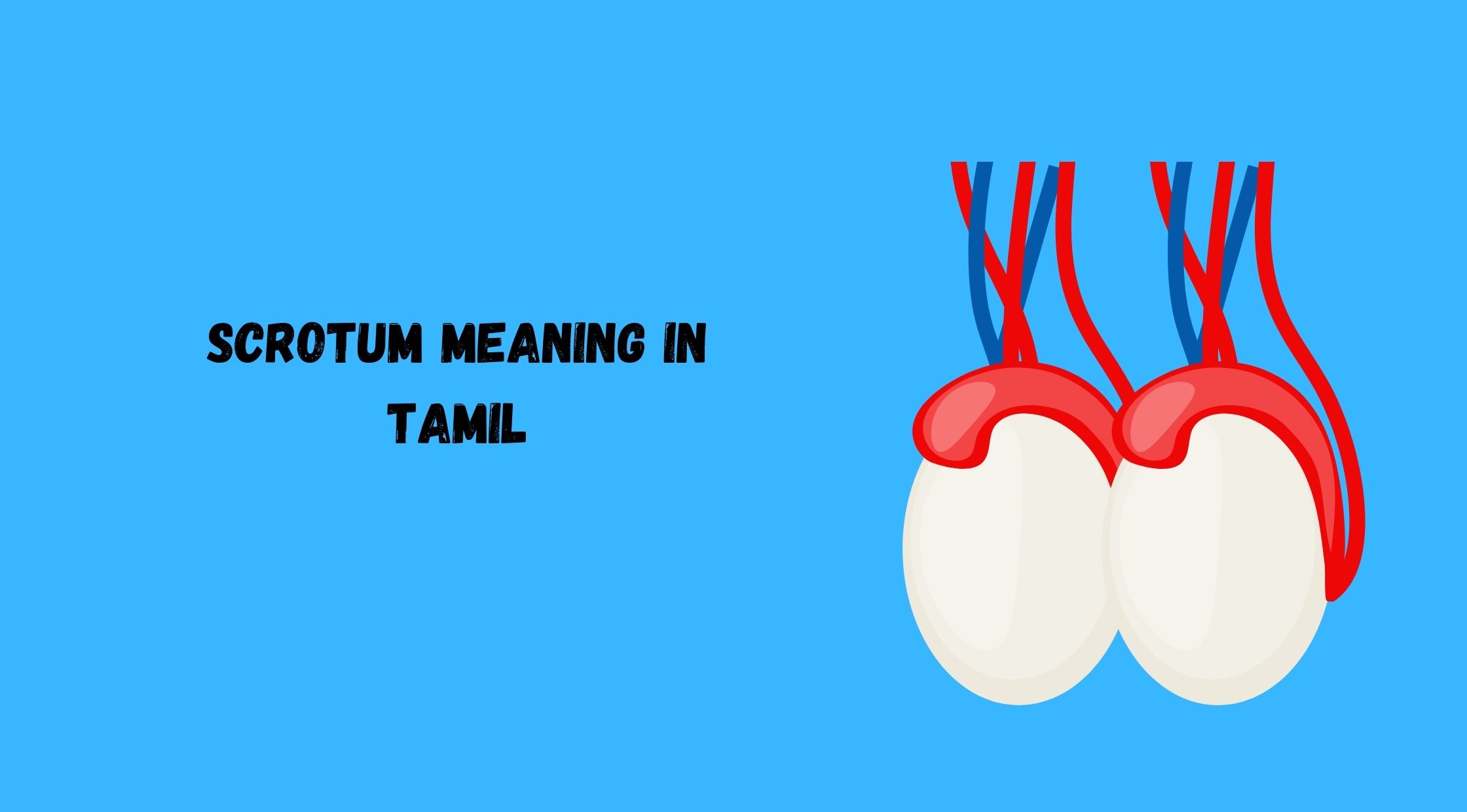 Scrotum Meaning in Tamil